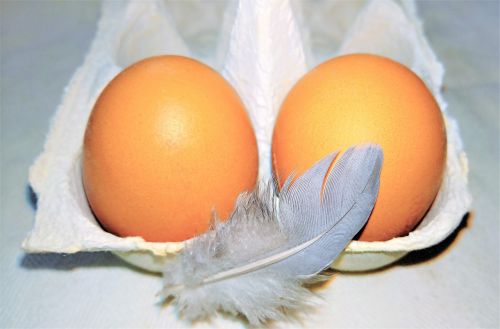 egg chicken eggs nutrition