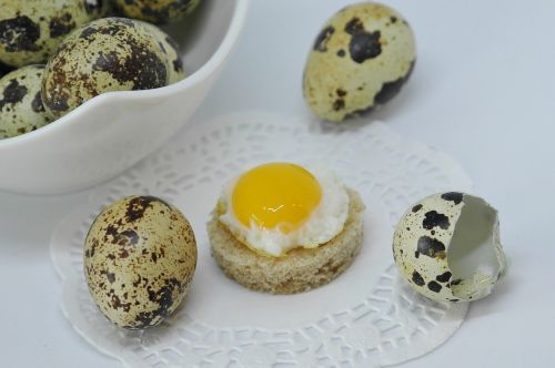 egg quail egg shell