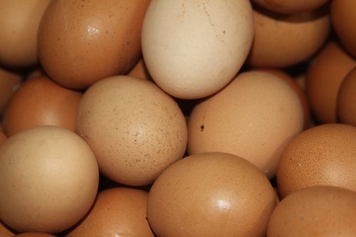 egg  chicken  eggs