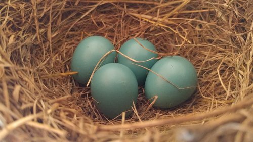 egg  eggs  robin
