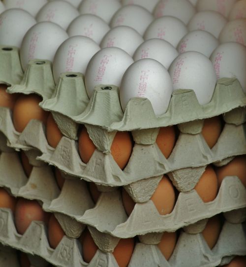 egg egg carton egg shells
