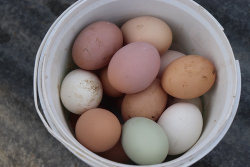egg  collection of nest box eggs  yesil eggs