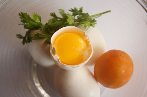 egg egg yolk yellow