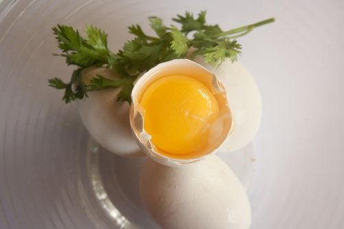 egg egg yolk yellow