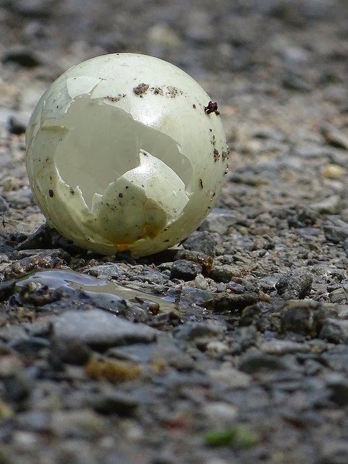 egg  bird  abandoned