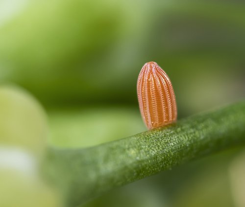 egg  butterfly  orange-tip