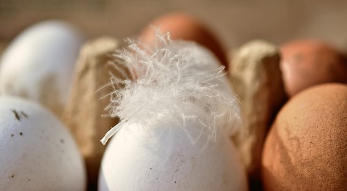 egg  hen's egg  bio
