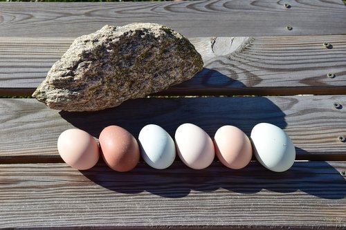 egg  food  nutrition