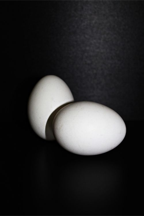 egg chicken eggs hen's egg