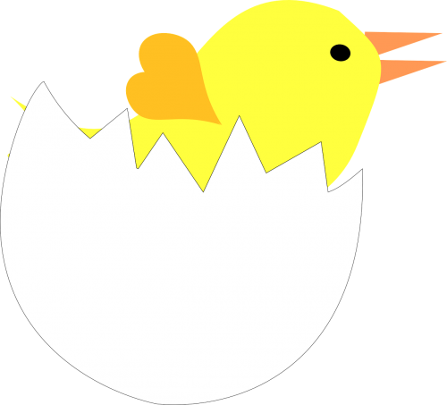egg chick eggshell