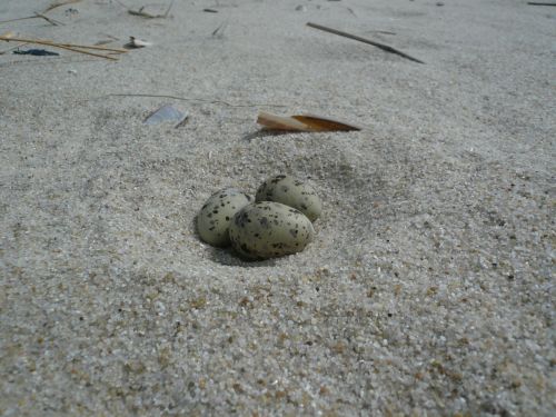 egg beach tern