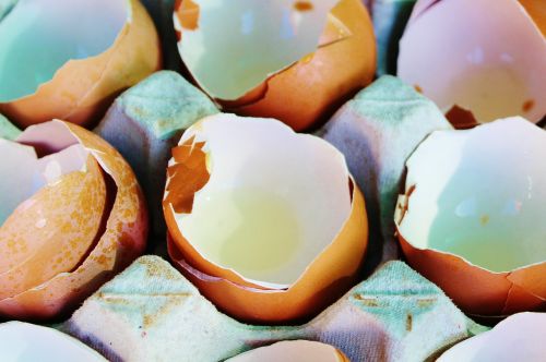 egg eggshell egg board