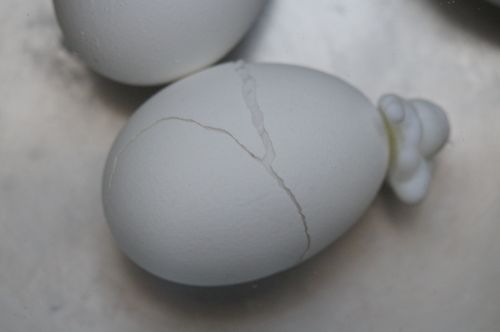egg burst torn