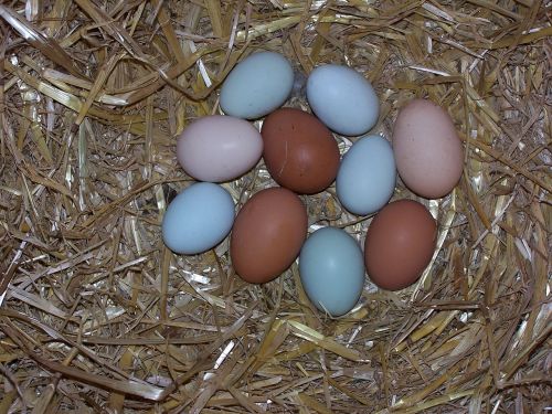 egg chicken eggs nest