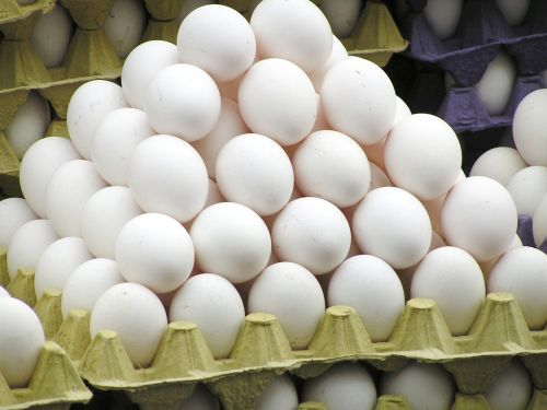 egg egg carton chicken eggs
