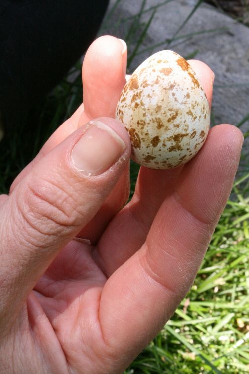 egg quail hand