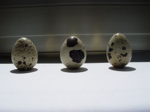 egg oval easter eggs