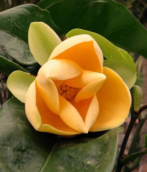 egg magnolia magnolia liliifera flower