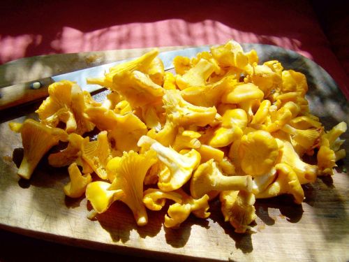 egg mushroom yellow mushroom food
