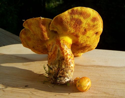 egg mushroom yellow edible mushrooms