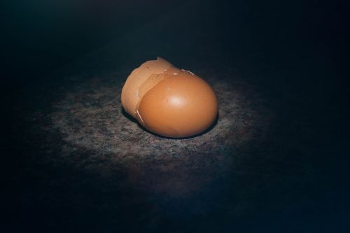 egg shell egg chicken