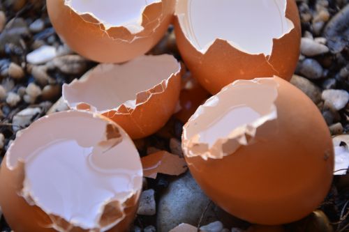 egg shells broken empty