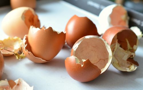 egg shells hatched chicks
