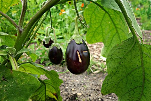 eggplant aubergine vegetable