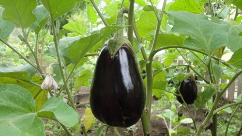 eggplant plant agriculture