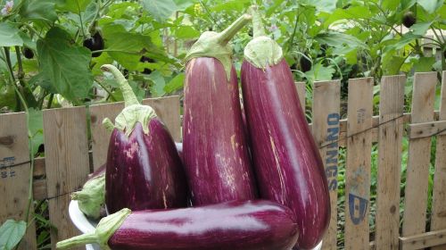 eggplant melongena agriculture