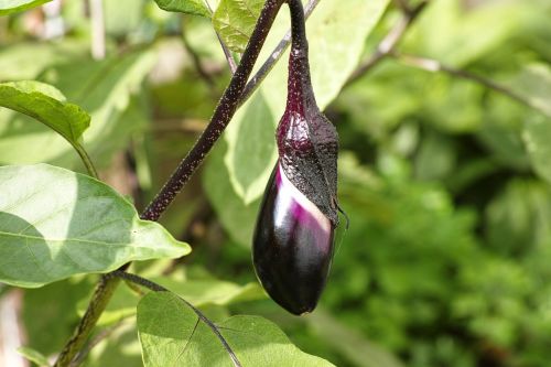 eggplant harvest vegetables