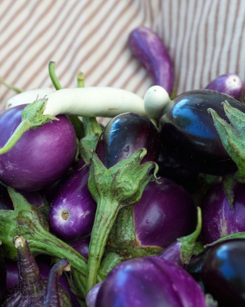 eggplant purple market