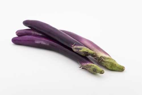 eggplant  melanzana  solanum melongena