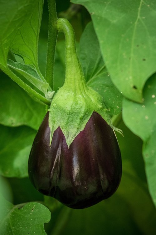 eggplant  aubergine  solanum melongena