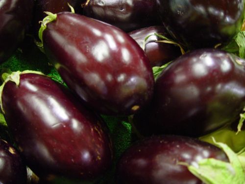 eggplant aubergine solanum melongena