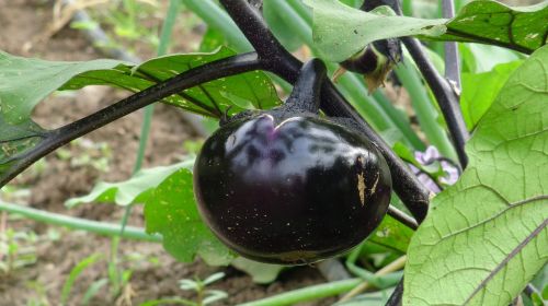 eggplant organic vegetable