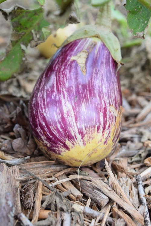 eggplant melanzana purple