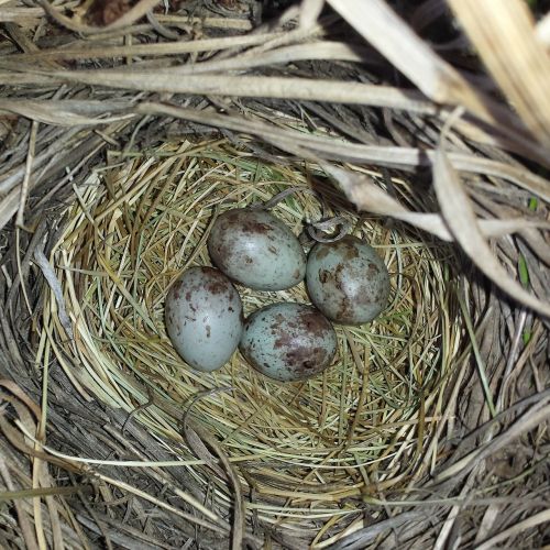 eggs nest bird