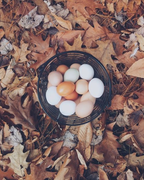 eggs basket leaves background