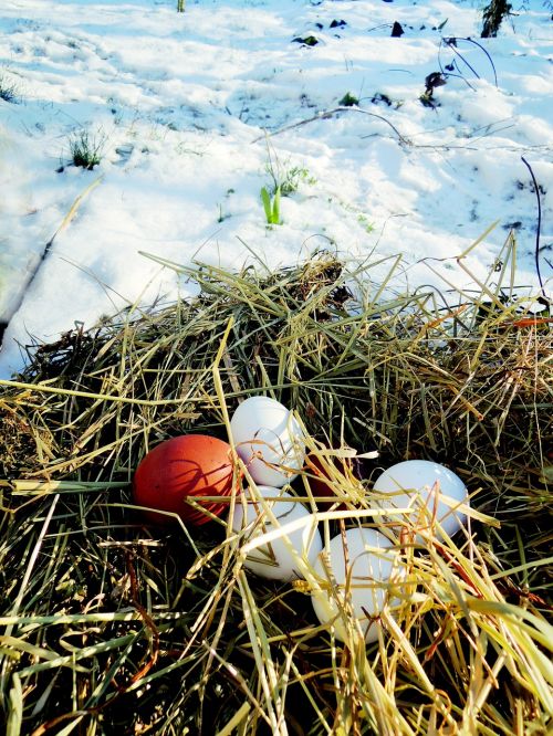 eggs straw snow