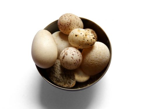 eggs huevecillos birds