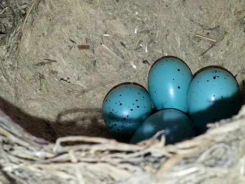 eggs birds care