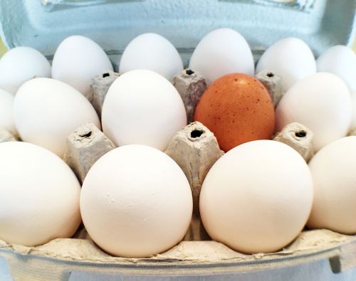 eggs alone crowd