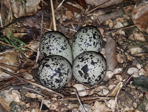 eggs bird's eggs nest
