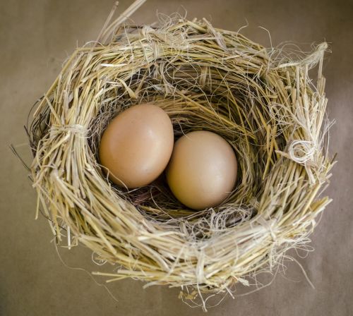 eggs nest mexico