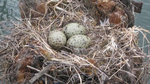 eggs bird's nest seagulls