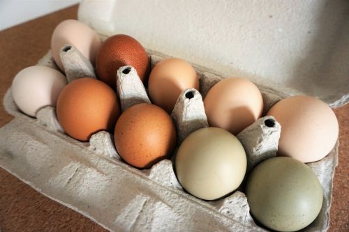 eggs free range organic