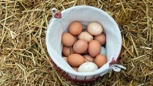 eggs farm breakfast