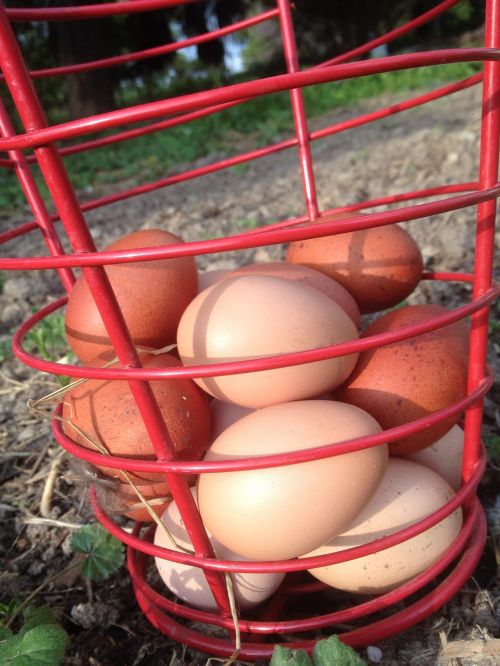 eggs fresh local