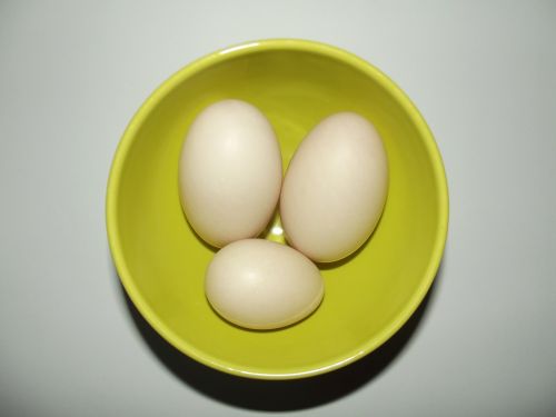 egg duck eggs large eggs